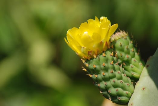 Cactus blooms