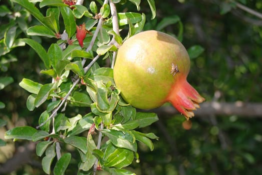 Pomegranate