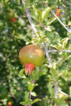 Pomegranate