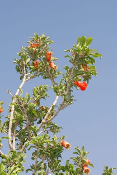 flowering pomegranate tree