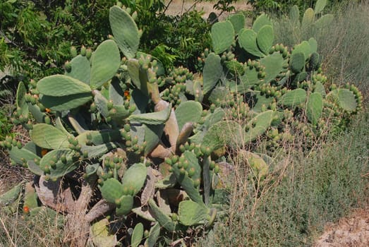 Cactus blooms