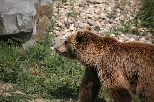 Kodiak bear