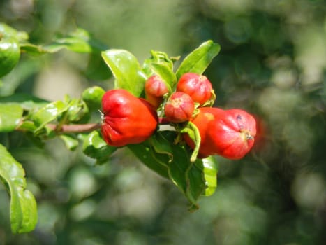 Pomegranate