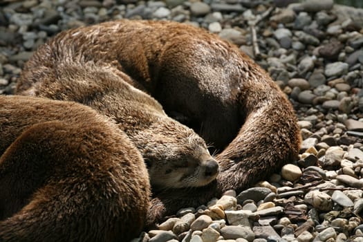 Siesta