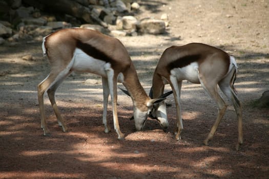 Springbok