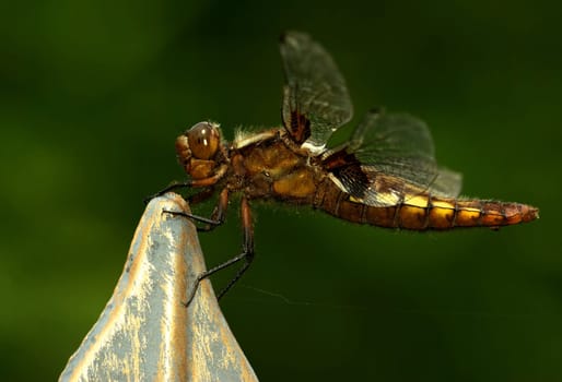 PLATT-bellied DRAGONFLY
