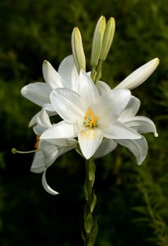 MADONNA LILY
