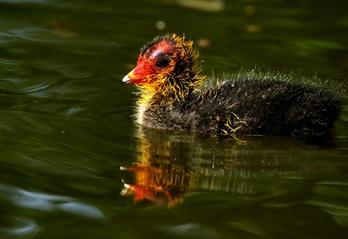 Coot baby