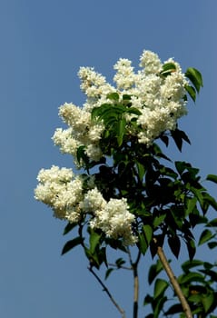 WHITE LILAC