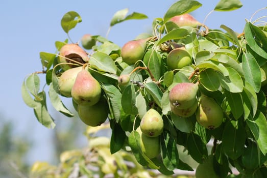 Pears
