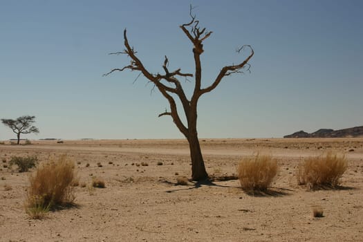 dry season