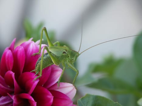 Visitors in the garden 4