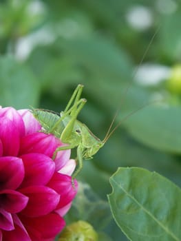 Visitors in the Garden 1