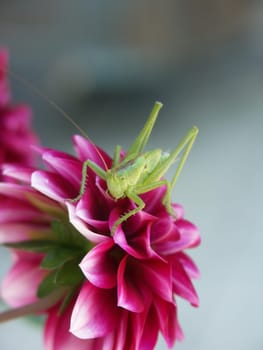 Visitors in the garden 3