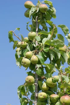 Pear tree