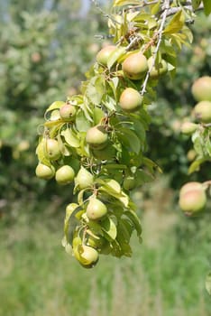 Pear tree