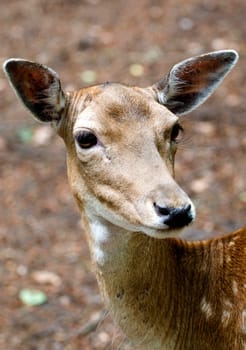 Fallow deer portrait