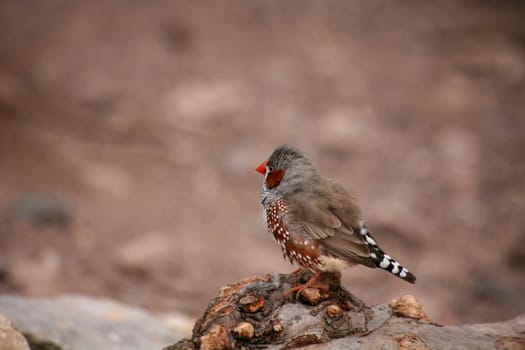 Taeniopygia guttata