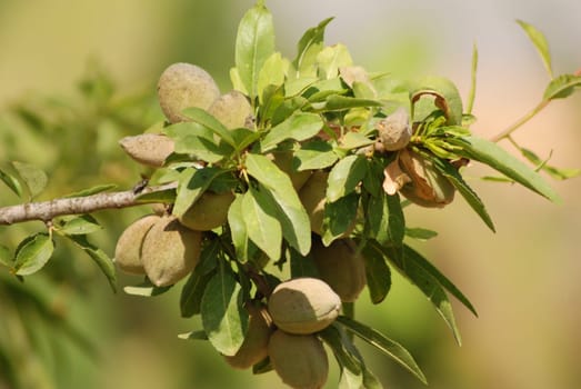 Almond