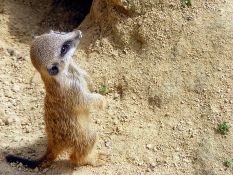 Meerkat makes male