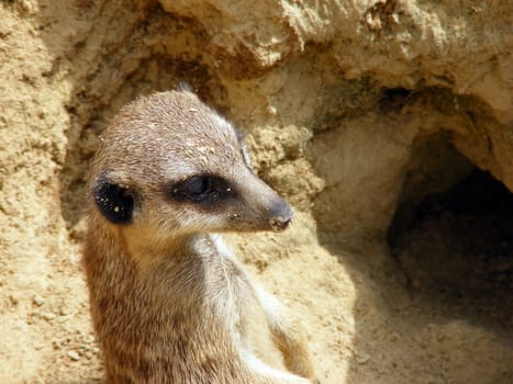 Meerkat Portrait