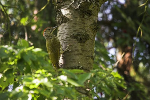 Green woodpecker