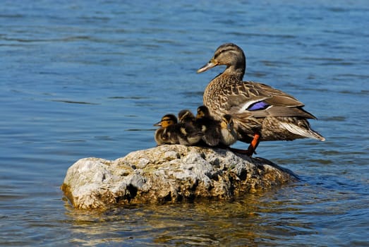 Motherly love
