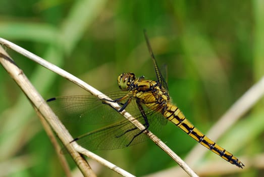 Four-spotted chaser