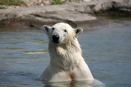 Ursus maritimus