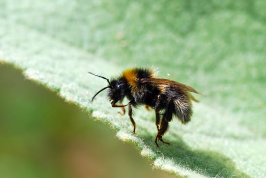 Bumblebee
