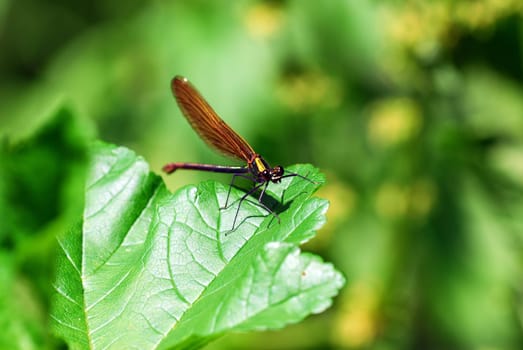 Demoiselle
