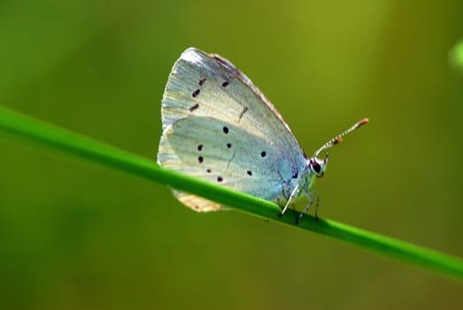 in fine light