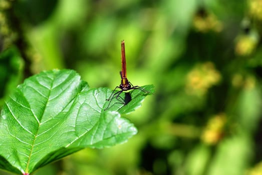 Dragonfly frontal