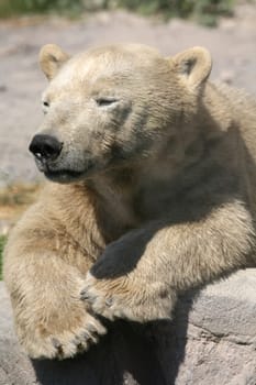 Ursus maritimus