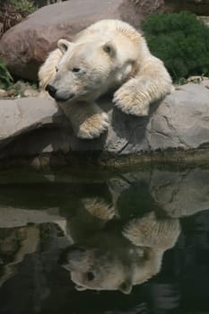 Ursus maritimus