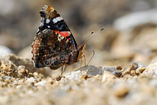 Noble butterflies