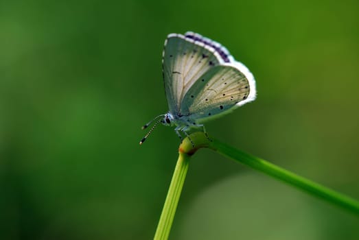 Blue on stalk