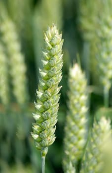 Green wheat - close-up