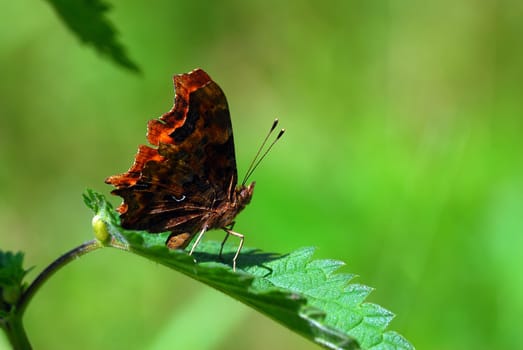 Comma