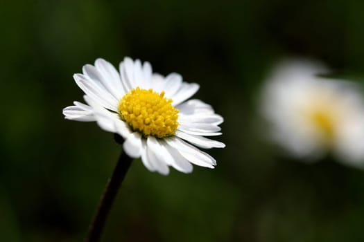 Daisy
