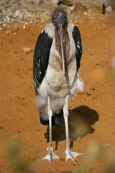 Leptoptilos crumeniferus