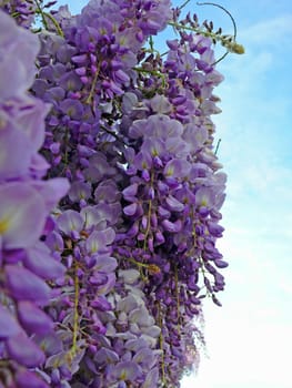 (wisteria,glycinia,glycine)