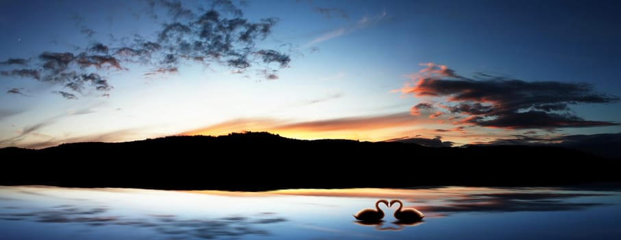 Swans in the backlight
