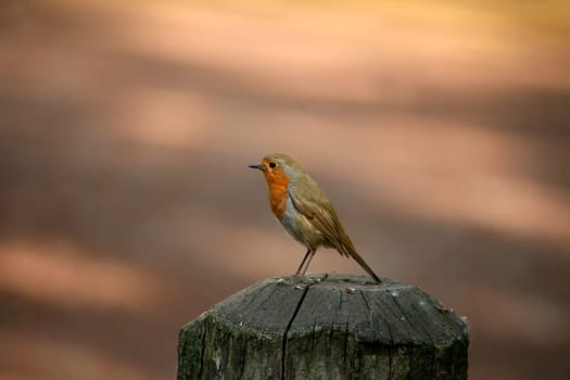 Robin