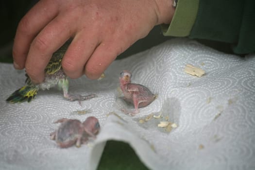 Feeding budgie chicks