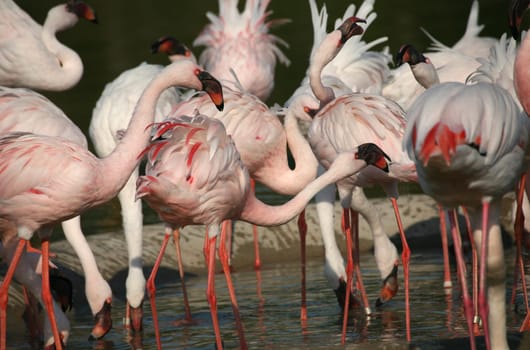 Dwarf flamingos