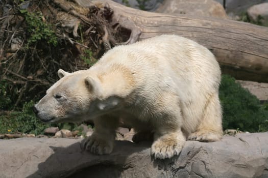 Ursus maritimus