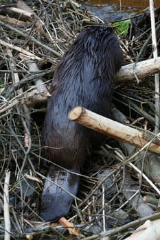 Beaver