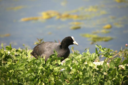 Eurasian Coot