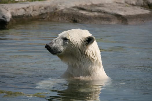 Ursus maritimus